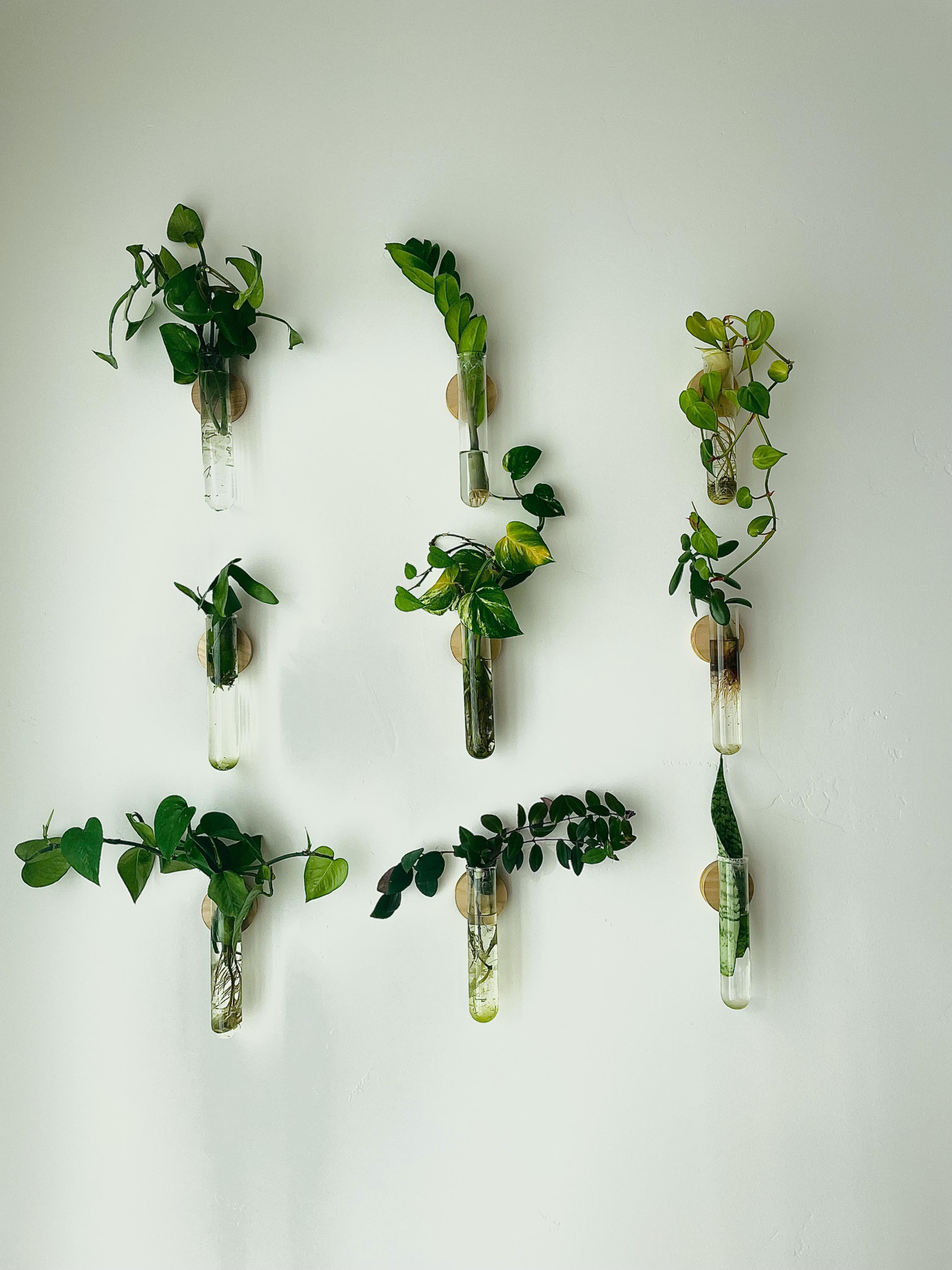 Beautiful plants that grow in water