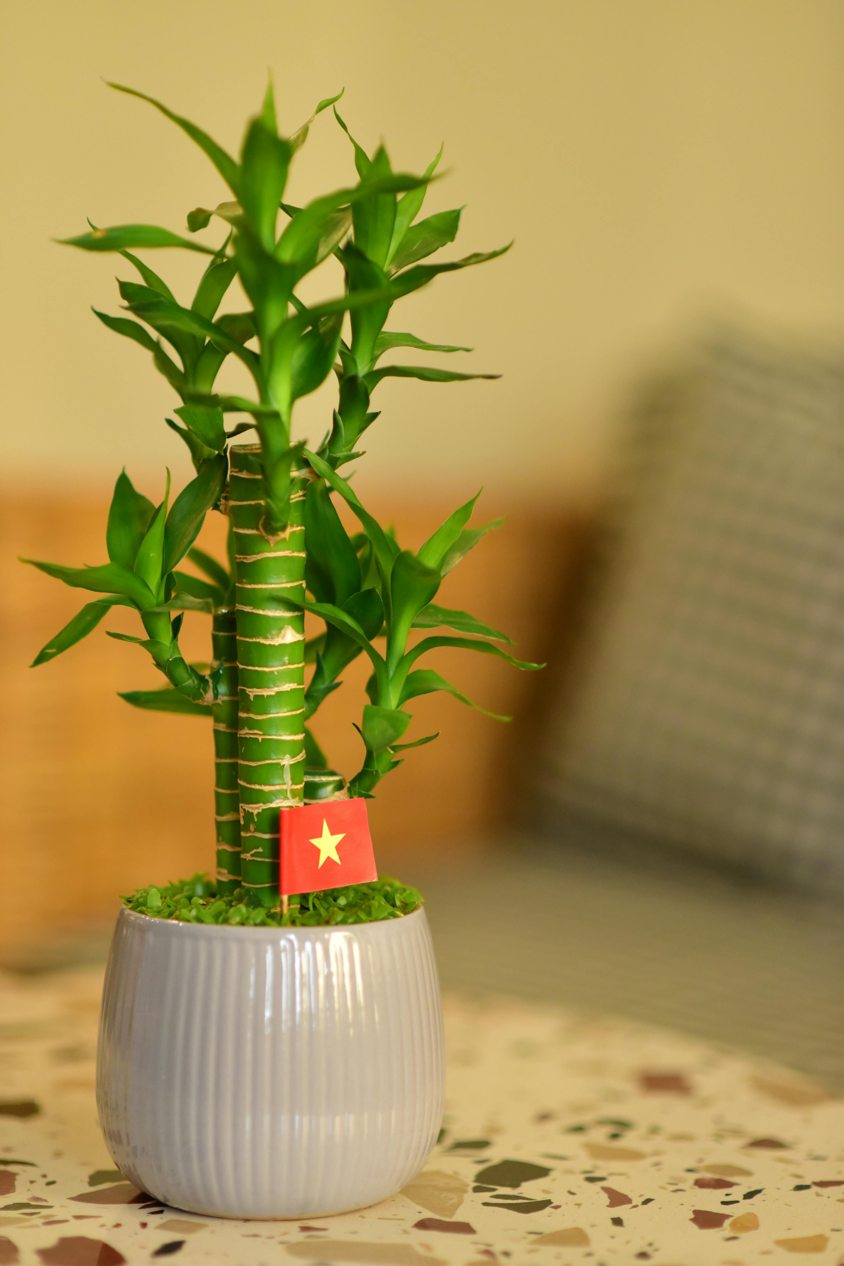 Meaning of the Lucky bamboo | Can a plant really bring luck?