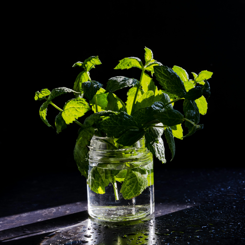 Mint - Plant that grows in water