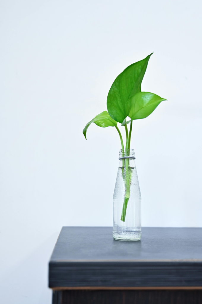 Pothos - plants that grow in water