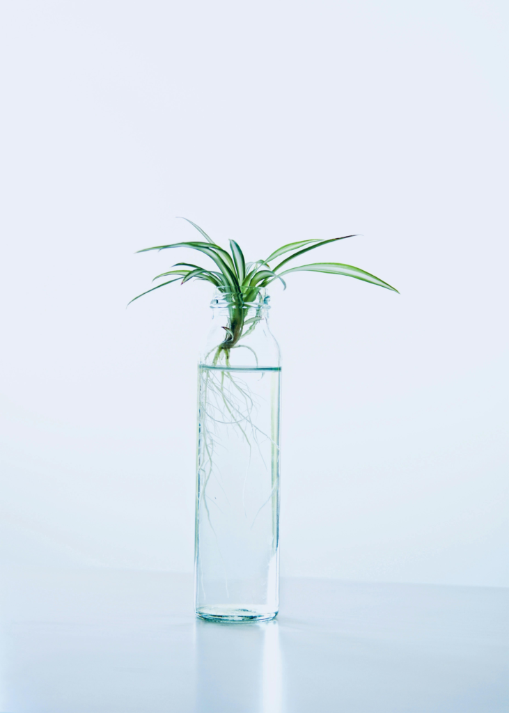 Spider plant - plants that grow in water