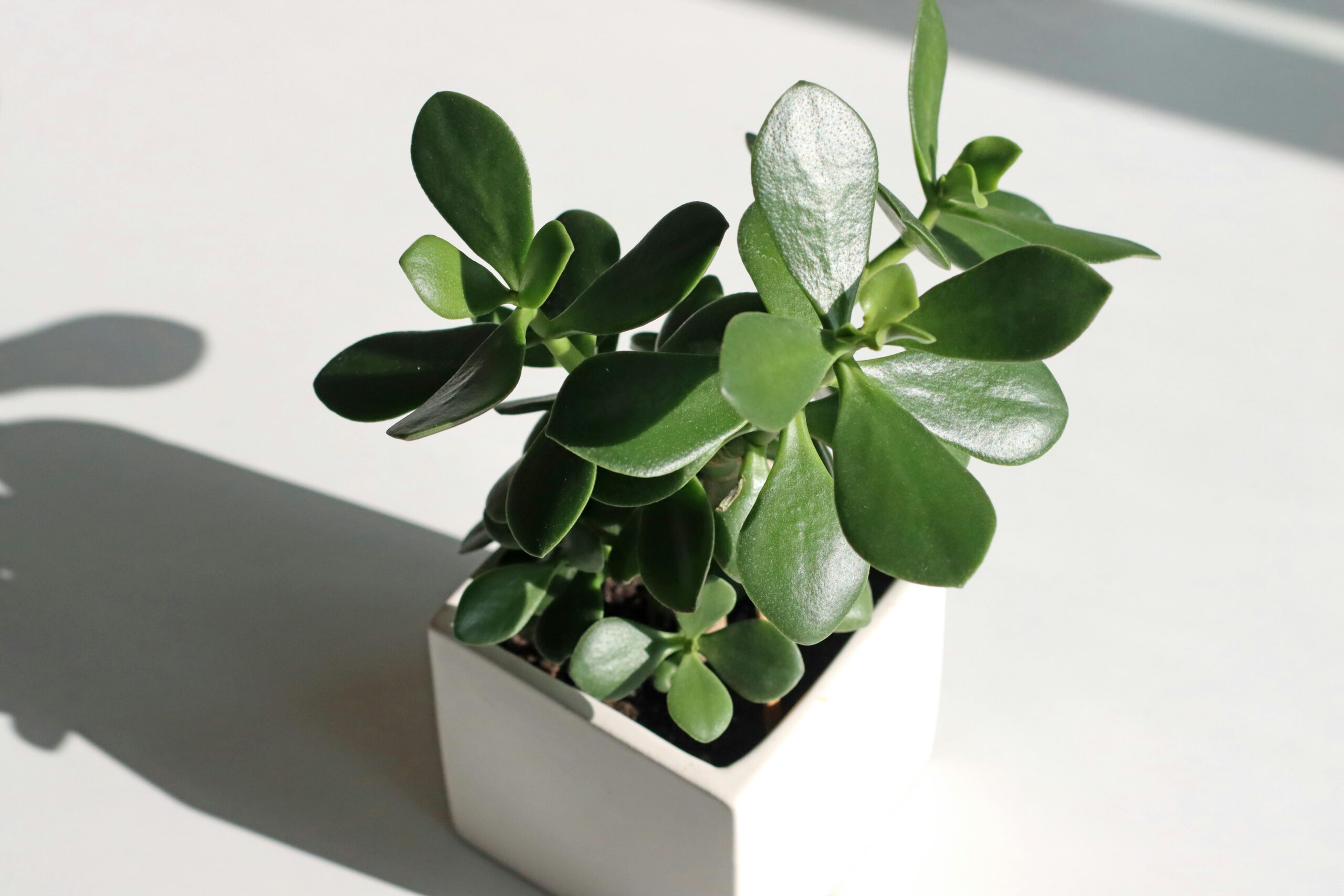 Plants that bring good luck