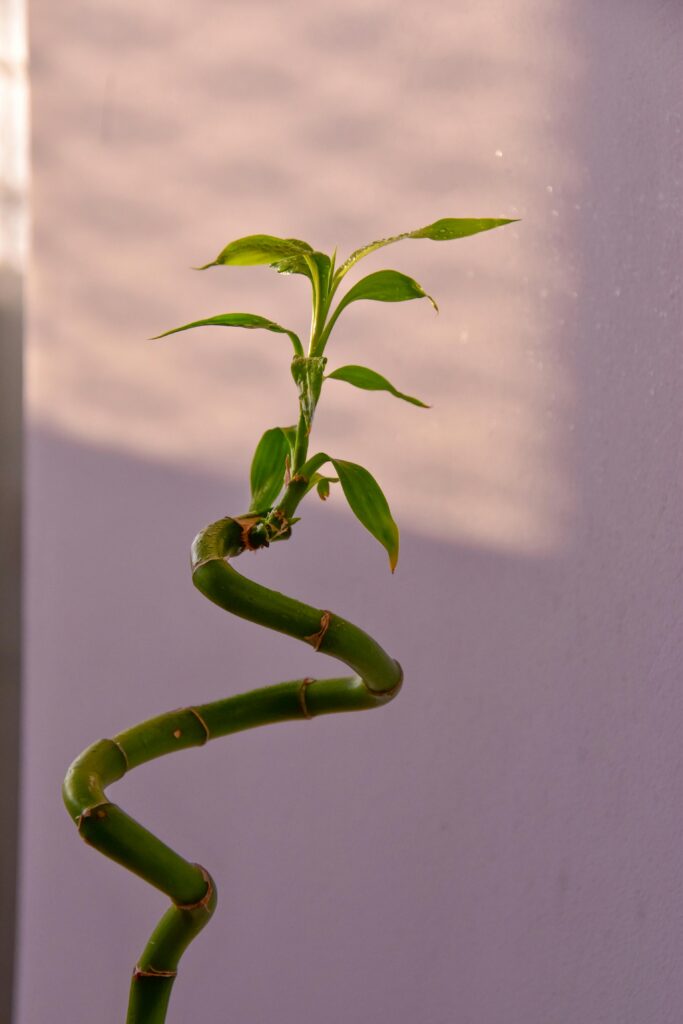 Bamboo stalk - plants that bring good luck