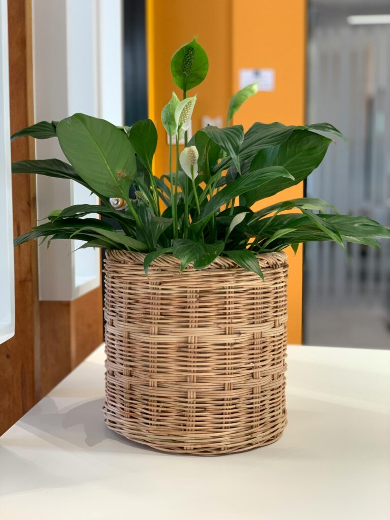 Peace lily - plants that bring good luck