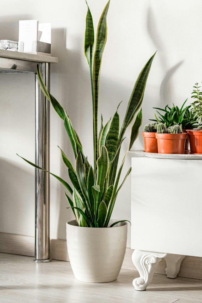 Snake plant - plants that bring good luck