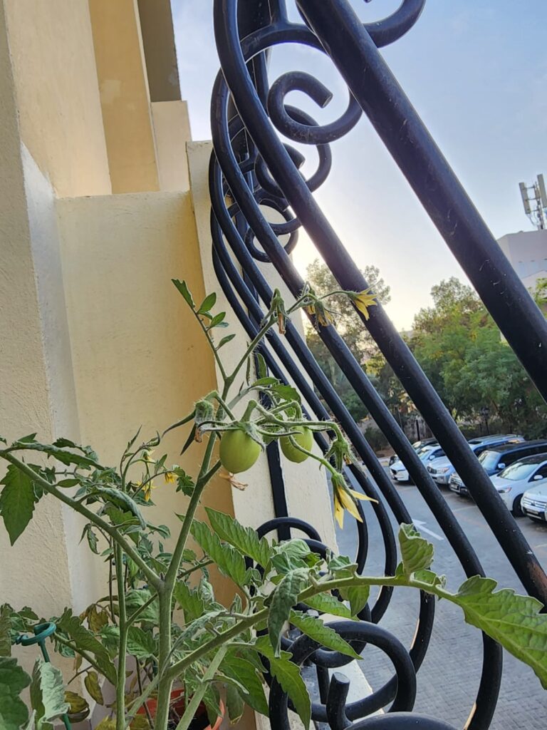 how long does it take for tomatoes to grow