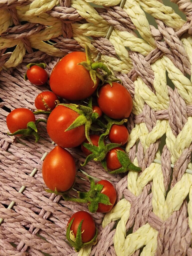 how to grow tomatoes in a container
