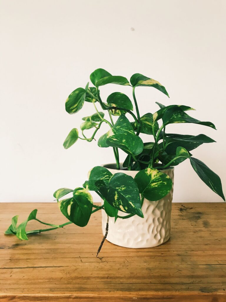 decorate a pothos