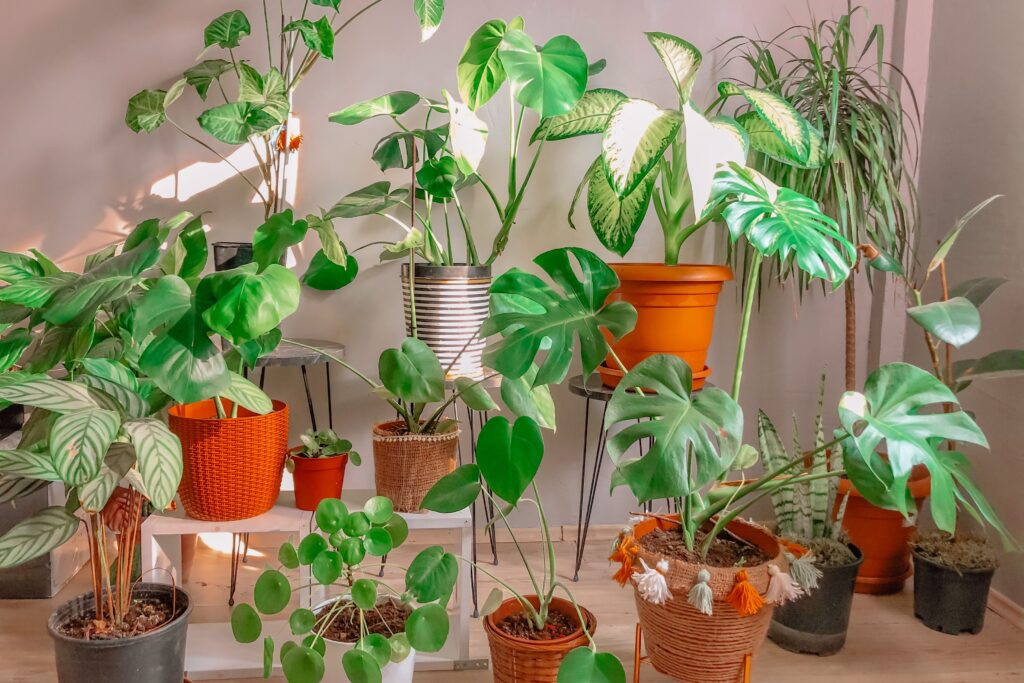 how to style a money plant