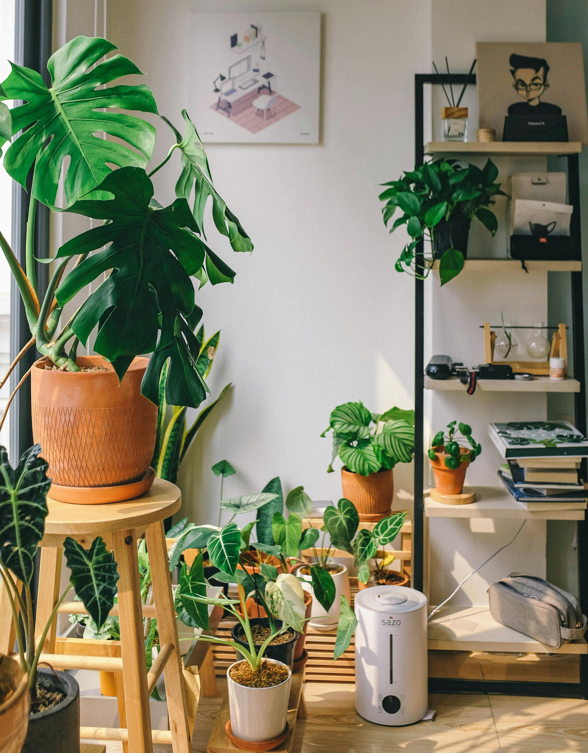 How to Style Indoor Plants at Home