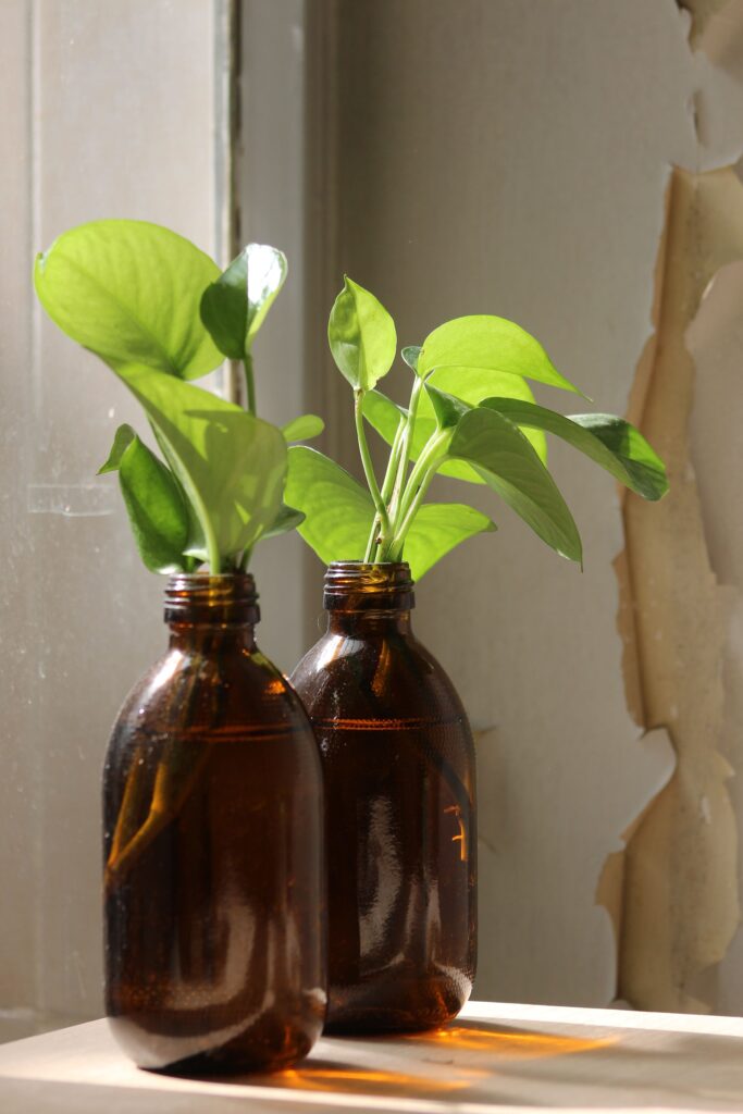 how to style a money plant