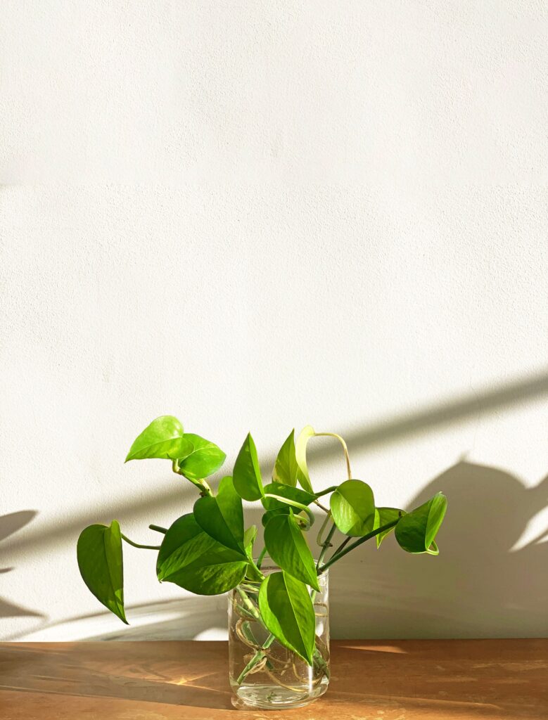 how to style a money plant