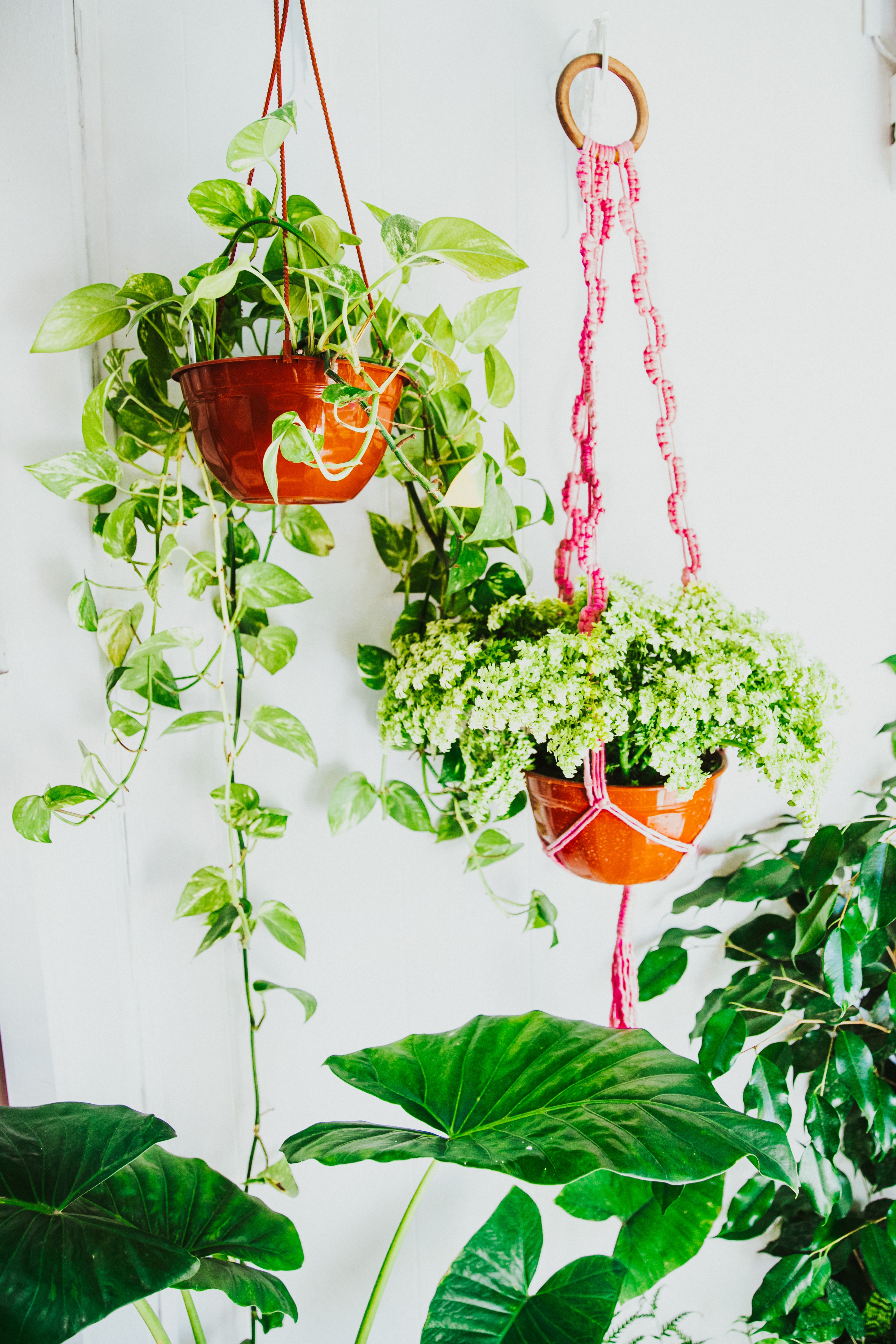 style a pothos