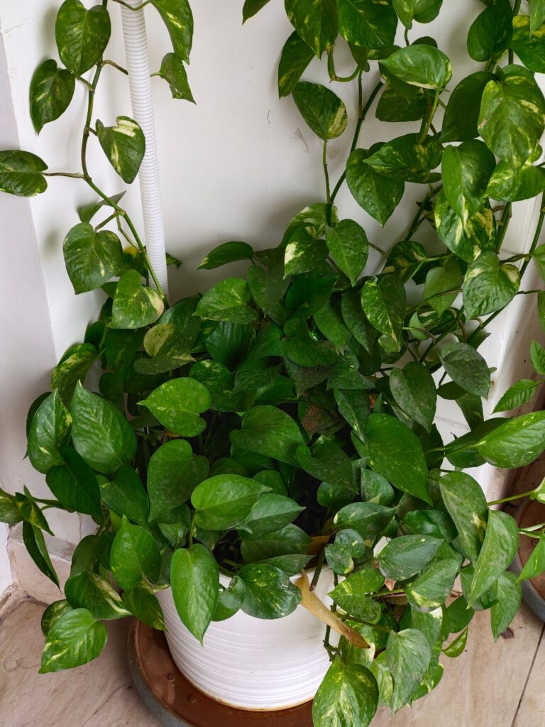 ways to decorate a money plant