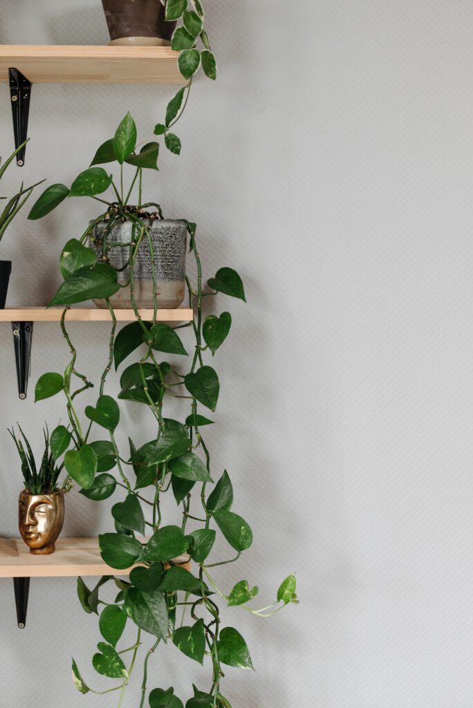 how to style a money plant