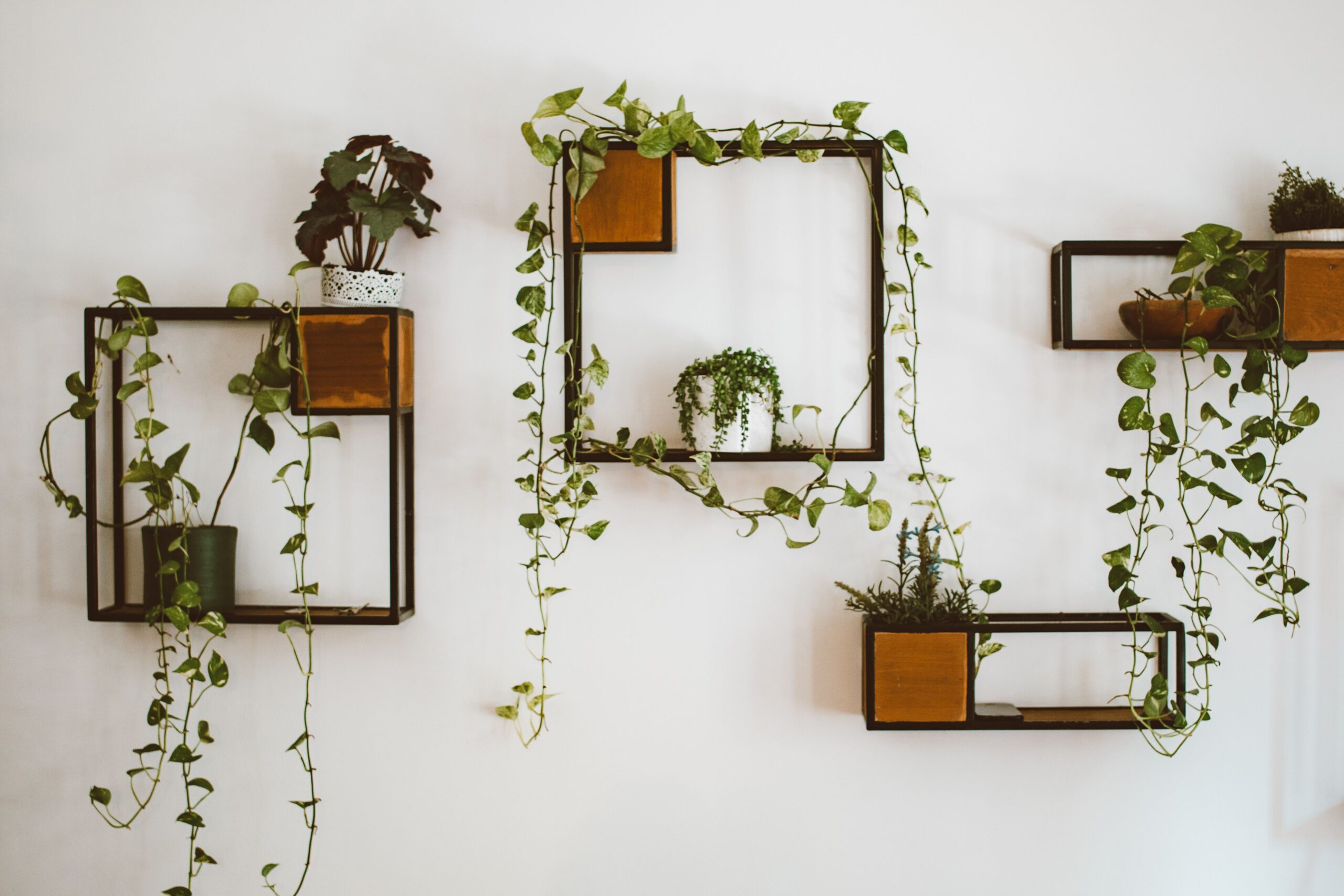 style a money plant