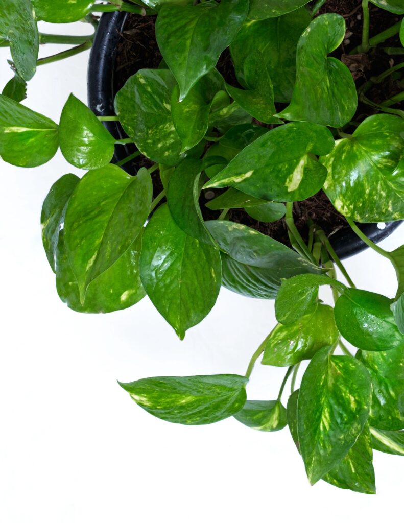 style a money plant