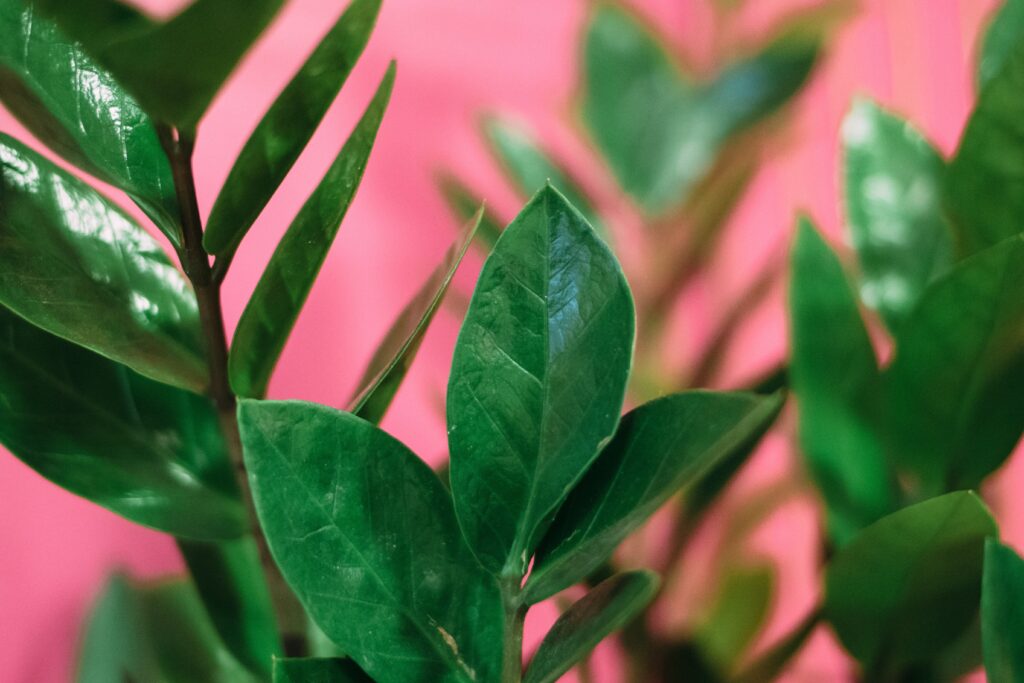 plants that are hard to kill