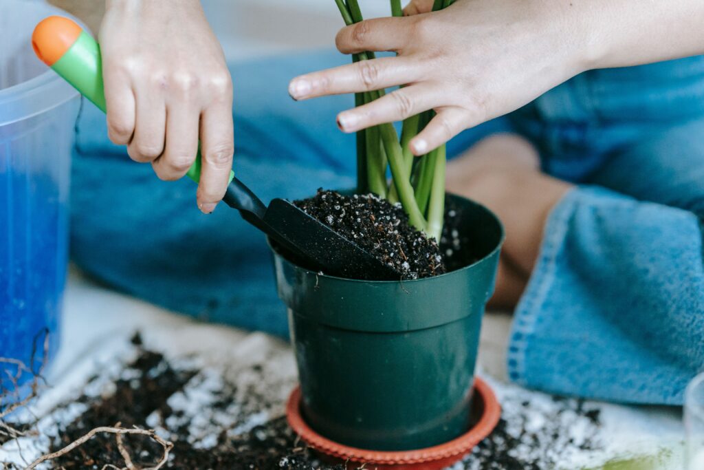 natural fertilizer for plants