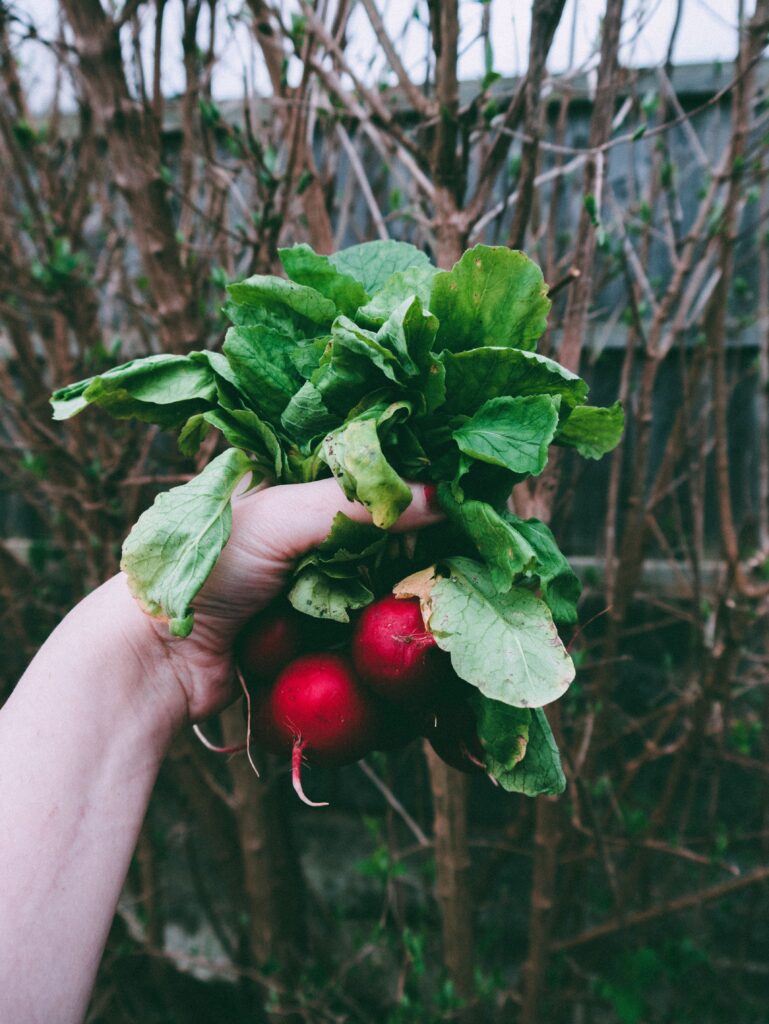 fast growing vegetables