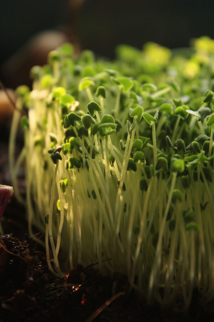fast growing vegetables