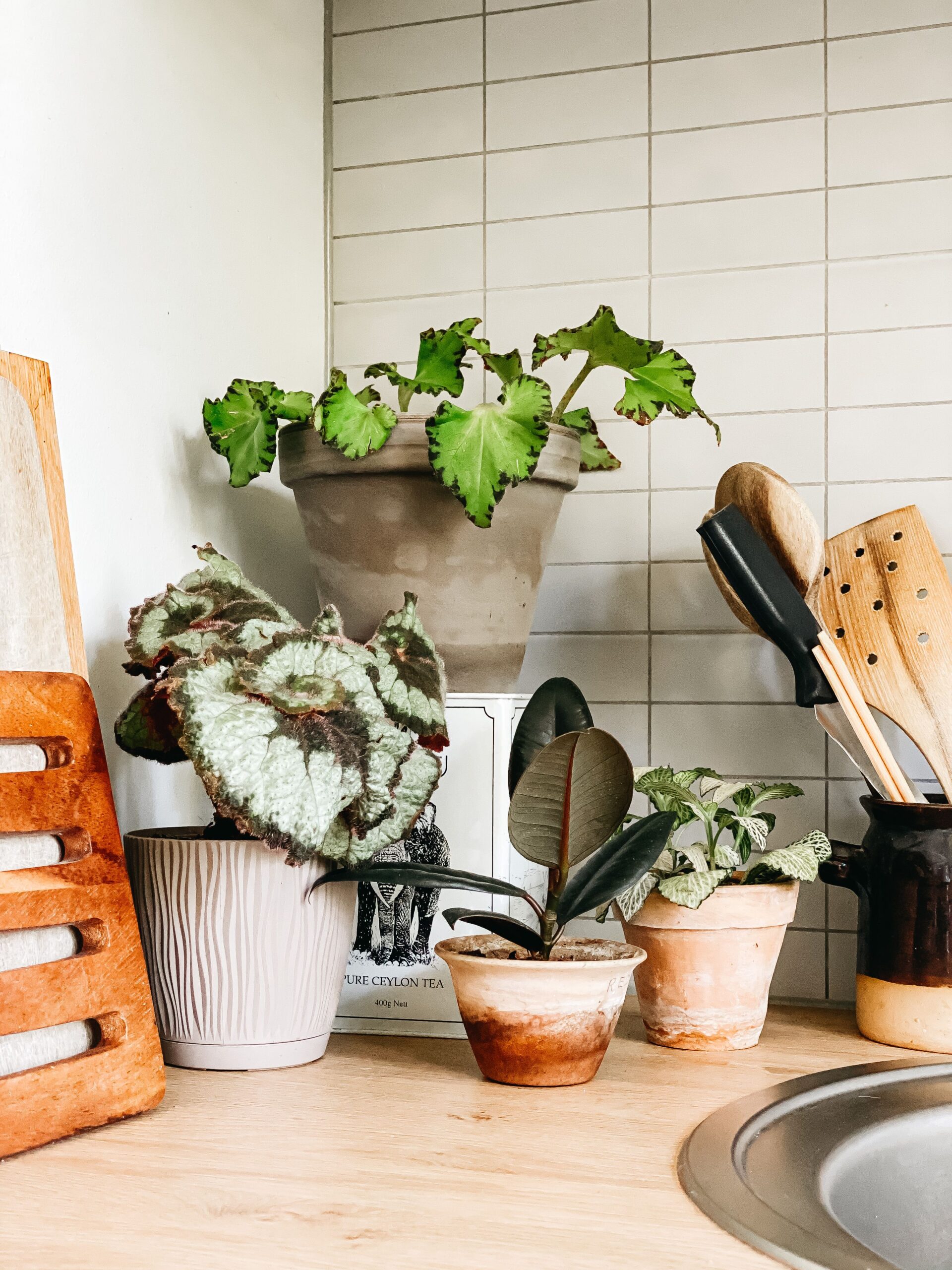 plants for kitchen
