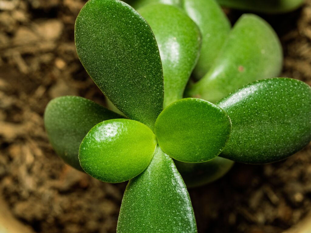 hard to kill plants