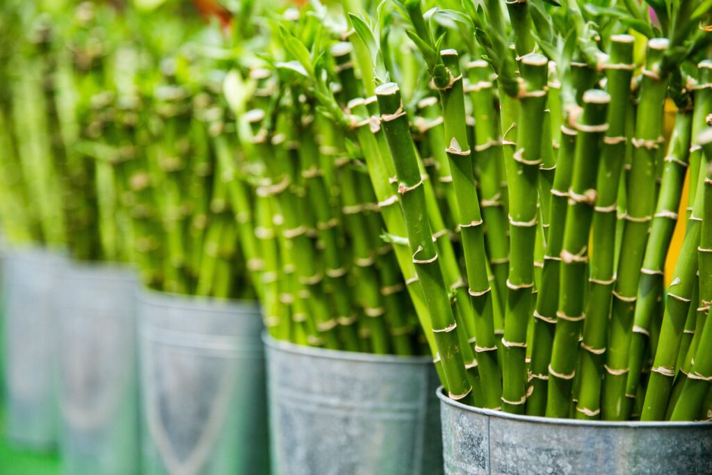 lucky bamboo stalk meaning