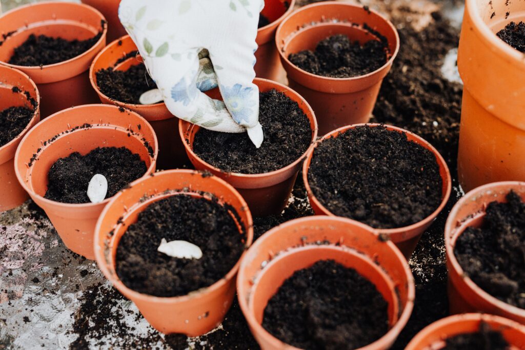 vegetables that grow in containers