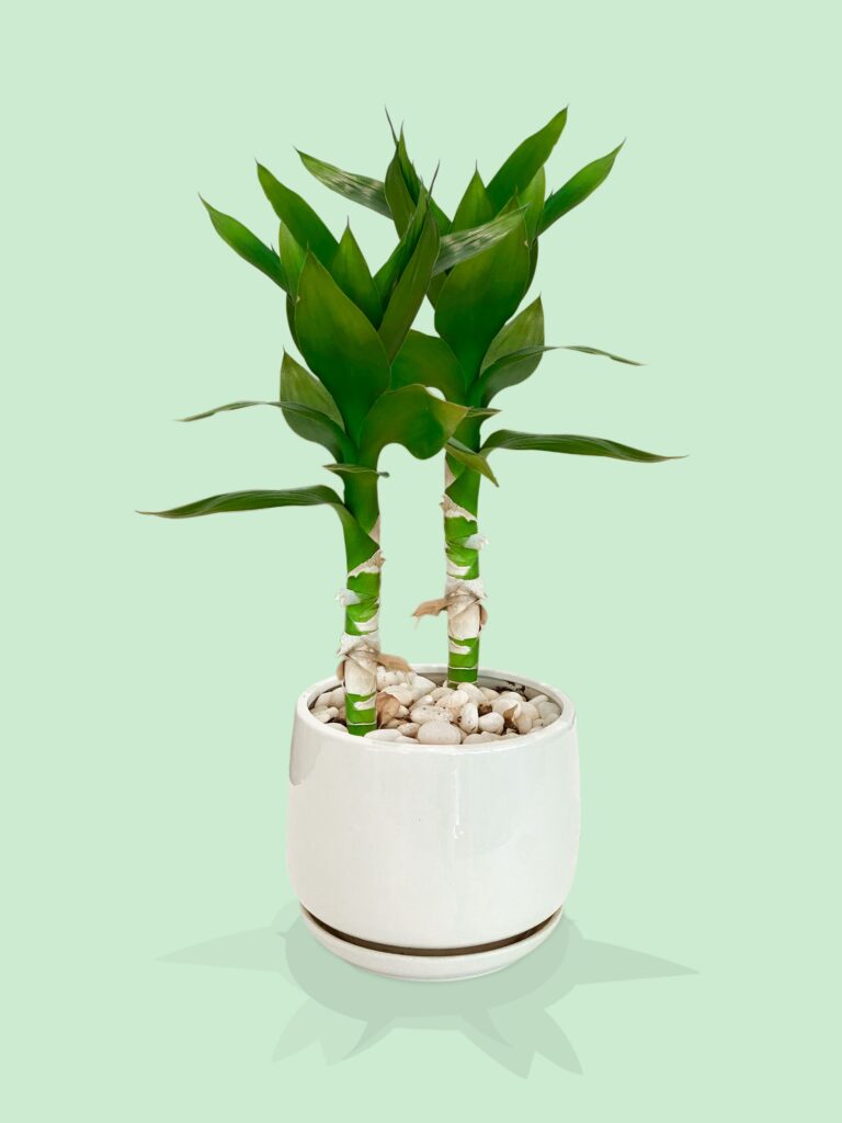 lucky bamboo stalks meaning