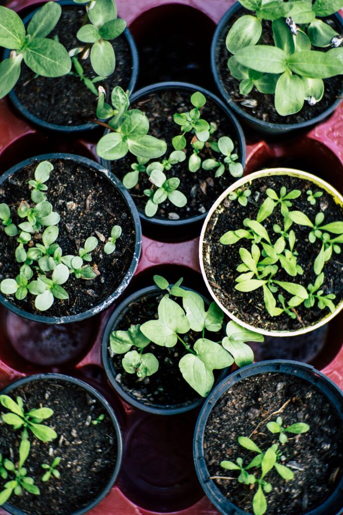plants that grow in containers