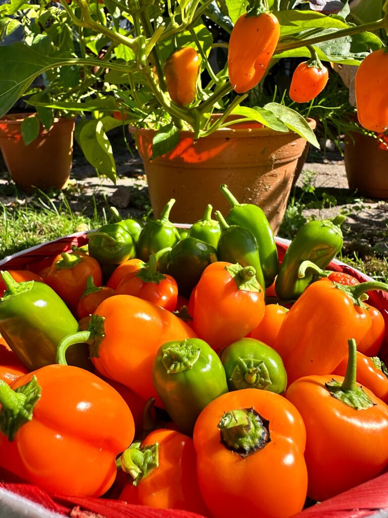 grow peppers in containers